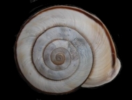 Tabella Chilostoma cingulatum (studer, 1820 )